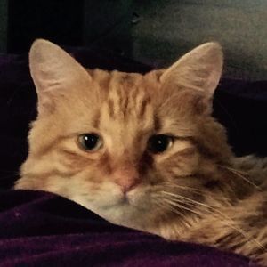 Meet your Posher, Connie